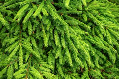 Yeşil köknar dallarına yakın plan.