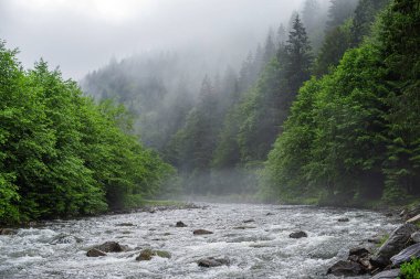 Dağ nehri sisli bir ormanın arka planına karşı..
