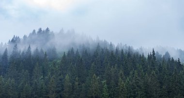 Dağdaki firavun ağaçları sisli bir ormanın arka planına karşı..