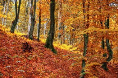 Sonbahar şehri manzarası. Park ağaçları ve düşen sonbahar yaprakları sonbahar günü şehir parkında.
