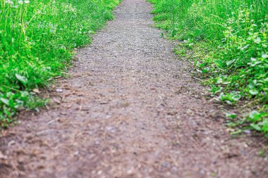 Gravel path crossing a grassy meadow with serenity.