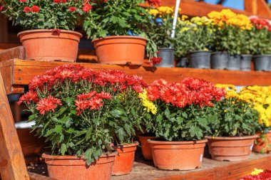 Ahşap raflardaki terakotta kaplarında kırmızı, sarı ve beyaz renklerde güzel bir kasımpatı çeşidi sergilenmektedir. Canlı çiçekler güneş ışığıyla yıkanır..