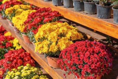 Ahşap raflardaki terakotta kaplarında kırmızı, sarı ve beyaz renklerde güzel bir kasımpatı çeşidi sergilenmektedir. Canlı çiçekler güneş ışığıyla yıkanır..