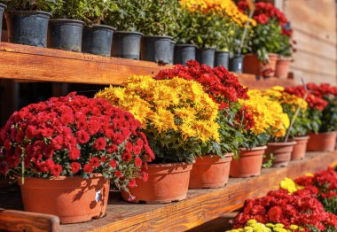 Ahşap raflardaki terakotta kaplarında kırmızı, sarı ve beyaz renklerde güzel bir kasımpatı çeşidi sergilenmektedir. Canlı çiçekler güneş ışığıyla yıkanır..
