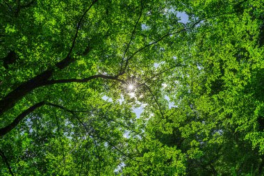 Güneşin yemyeşil yaprakların arasından süzüldüğü, büyüleyici bir ışık ve gölge oyunu yaratan bir orman manzarası..