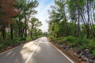 Sessiz, dolambaçlı bir yol, çarpıcı bir günbatımı gökyüzü altında yemyeşil bir ormanın içinden geçer. Huzur ve doğal güzelliği çağrıştırır..