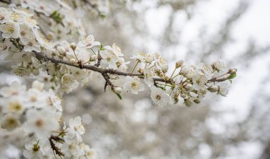 Taze çiçeklerle süslenmiş narin bir ağaç dalı baharın dingin güzelliğini tam çiçeklenirken yakalar..