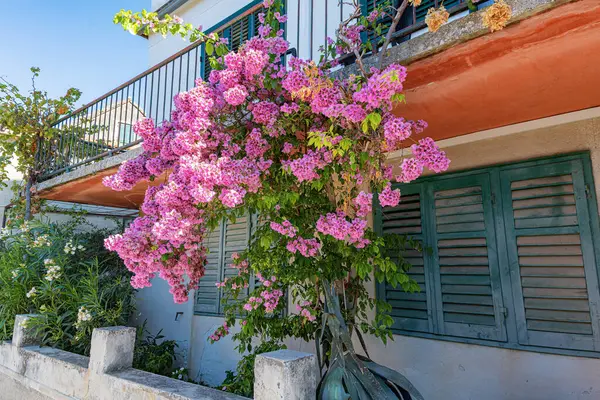 Yeşil kepenkleri olan Akdeniz tarzı bir ev, ön cepheye tırmanan pembe bir bougainvillea bitkisi ve küçük bir bahçe alanı..