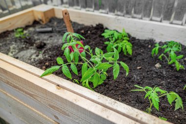 Canlı yeşil bir domates tohumu, ahşap bir bahçıvan malası ve bahçıvan yatağı içinde zengin bir toprağa ekilir..