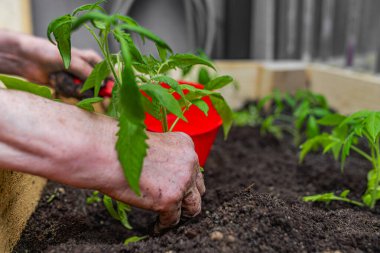 Bir insan eli, besin zengini topraklara taze bir tohum ekerken onu ahşap bir bahçe yatağında suluyor..