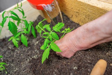 Bir insan eli, besin zengini topraklara taze bir tohum ekerken onu ahşap bir bahçe yatağında suluyor..