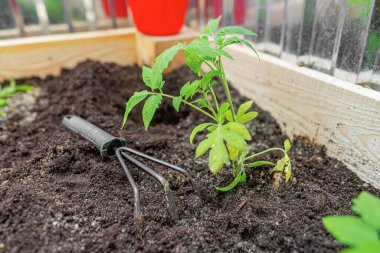 Canlı yeşil bir domates tohumu, ahşap bir bahçıvan malası ve bahçıvan yatağı içinde zengin bir toprağa ekilir..