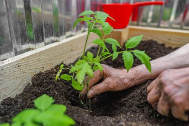 Bahçeciliği ve büyümeyi sembolize eden, ahşap bir bahçe yatağının içine genç yeşil bir tohum eken birinin yakın çekimi..