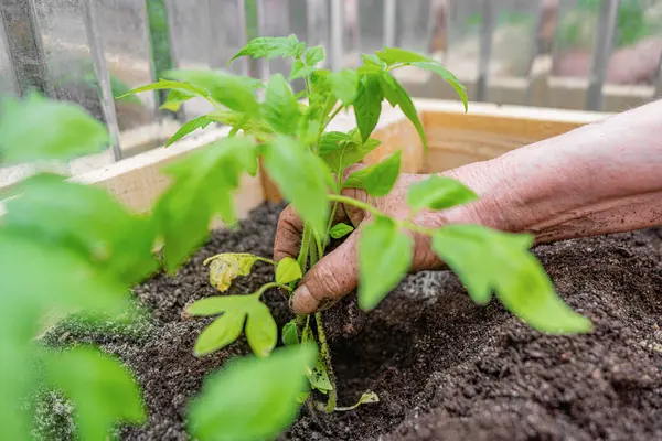 Bahçeciliği ve büyümeyi sembolize eden, ahşap bir bahçe yatağının içine genç yeşil bir tohum eken birinin yakın çekimi..
