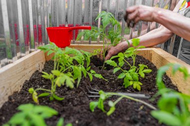 Genç bir sebze tohumu eken bir kişi, yetiştirilmiş ahşap bir yatağın içinde, zengin bir bahçe toprağında yetişiyor ve ev yapımı yiyecekleri simgeliyor..
