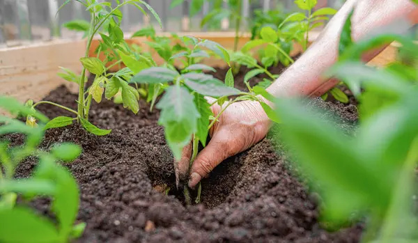 Genç bir sebze tohumu eken bir kişi, yetiştirilmiş ahşap bir yatağın içinde, zengin bir bahçe toprağında yetişiyor ve ev yapımı yiyecekleri simgeliyor..