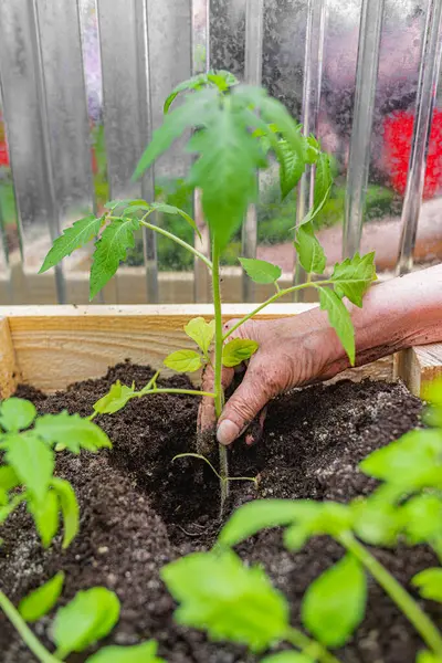 Genç bir sebze tohumu eken bir kişi, yetiştirilmiş ahşap bir yatağın içinde, zengin bir bahçe toprağında yetişiyor ve ev yapımı yiyecekleri simgeliyor..