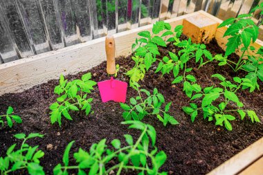 Canlı yeşil domates fideleri, yükseltilmiş bir ahşap bahçe yatağında, küçük pembe bir malası olan, zengin, karanlık toprakta gelişiyor..
