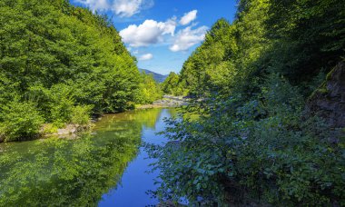 Sakin bir nehir, durgun sularındaki ağaçları yansıtan, güneşli mavi gökyüzünün altından yemyeşil bir ormanın içinden akar..