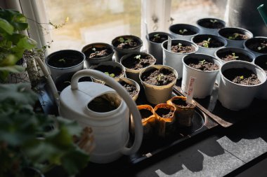 Bahar tohumları, saksılarda bitkiler 