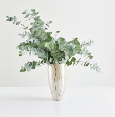 Vase of plant on the white table and isolated background decorative and fresh.