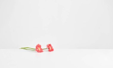 Vase of plant on the white table and isolated background decorative and fresh.