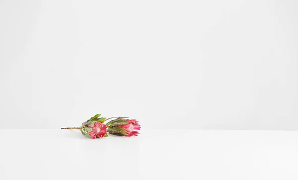 白いテーブルの上の植物の花瓶と隔離された背景装飾と新鮮な — ストック写真