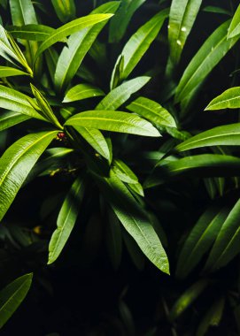 Close up green leaf and plant style.