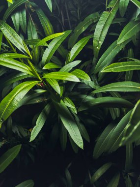 Close up green leaf and plant style.