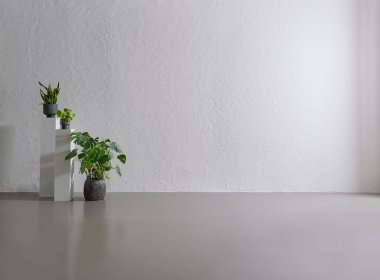 Vazoda yeşil bitki, arka planda gri taş duvar, iç mekan konsepti.