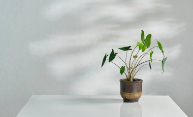 Beyaz masadaki bitki vazosu ve dekoratif duvar arka planı iç mimari.