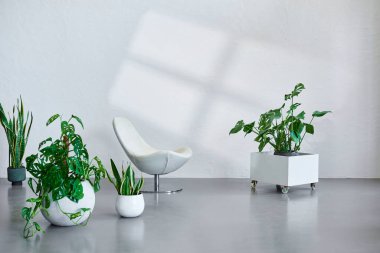 Gri taş duvar arkaplanı ve bitki çiçeğinin botanik vazosu, ev aksesuarları ve sandalye dekoru. İç mekan konsepti. Pencere yansıtma ayrıntısı.