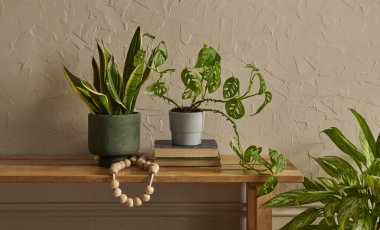 Yeşil botanik odası konsepti, bitki vazosu, mobilya koltuğu ve banka tarzı, iç dekorasyon, koyu sarı duvar arka planı.