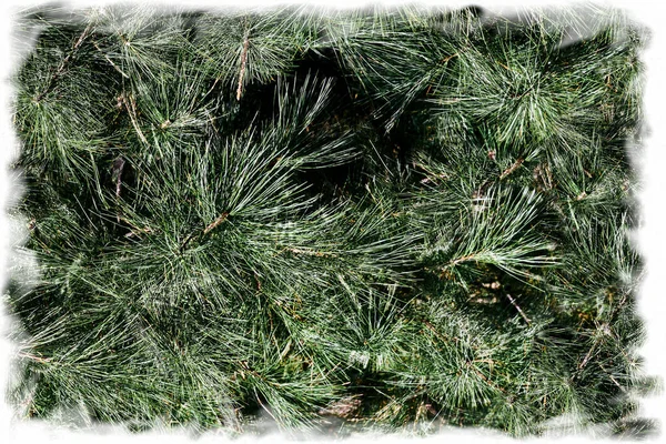 スプルース 松の緑の枝と新年のクリスマスの背景 — ストック写真