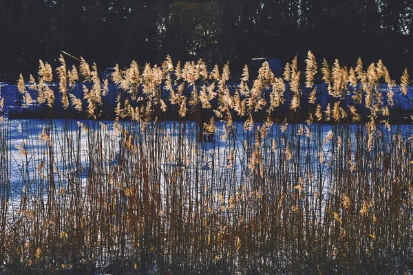 Stock image Dried cane reeds in winter in the warm rays of sunlight                               