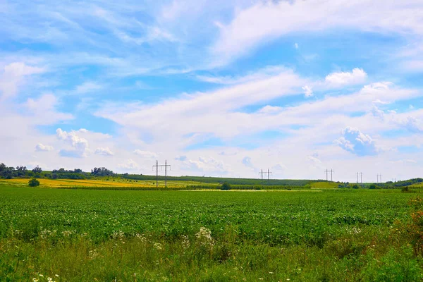 an area of open land, especially one planted with crops or pasture, typically bounded by hedges or fences. Summer rural flowering fields and wonderful blue sky with power poles.