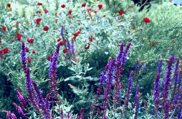 Medicinal herb purple purple sage salvia flower among a variety of garden plants