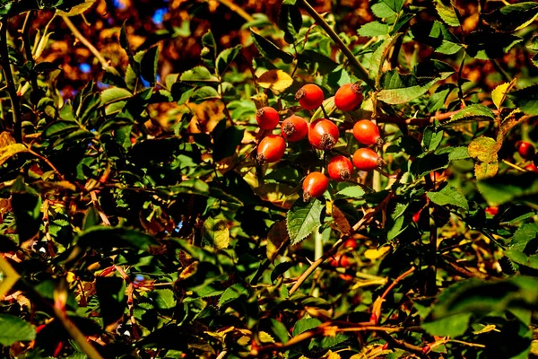 Красные Здоровые Шиповники Чая Настойки Наполненные Витаминами Микроэлементами — стоковое фото