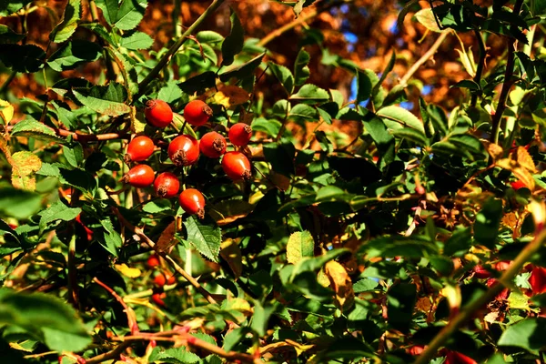 Czerwone Zdrowe Róże Biodra Nalewki Herbaty Wypełnione Witaminami Mikroelementami — Zdjęcie stockowe