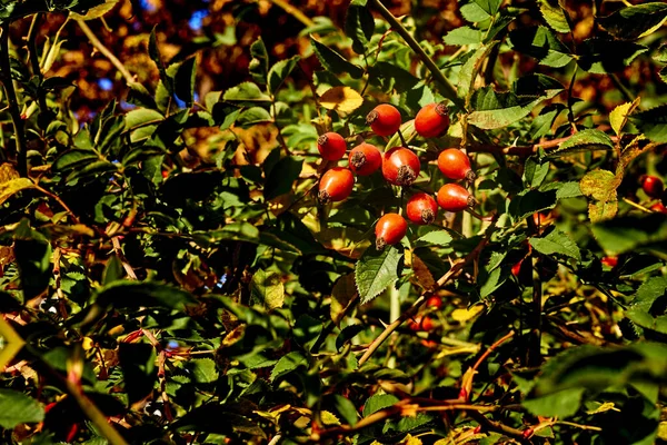 Red ripe bunch of autumn rose hips among greenery on a sunny day