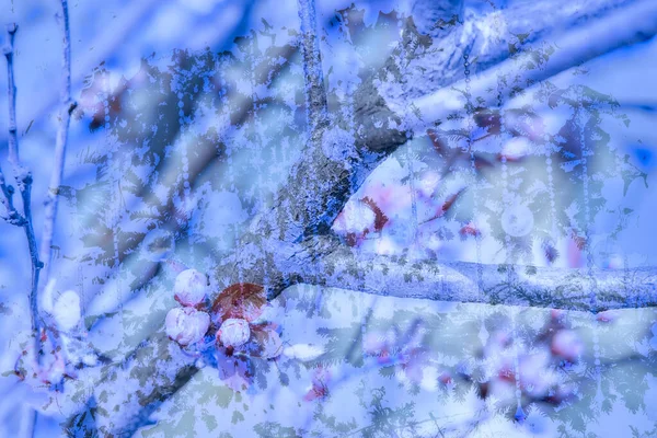Bild Mit Frühlingszweig Mit Blumen Bedeckt Mit Blauem Abstrakten Hintergrund — Stockfoto