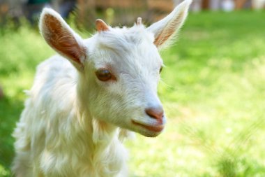 Güneşli yeşil çayırda tatlı beyaz keçi yavrusu