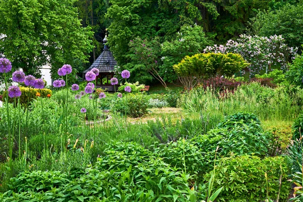 Kvetoucí Šeříková Fialová Ornamentální Česnek Zelené Pestré Zahradě — Stock fotografie