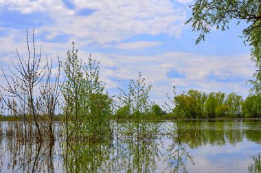 Spring flood. The overflowing river flooded green trees and bushes                              