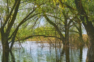 Spring high water. Arch of green trees and bushes flooded with large river water