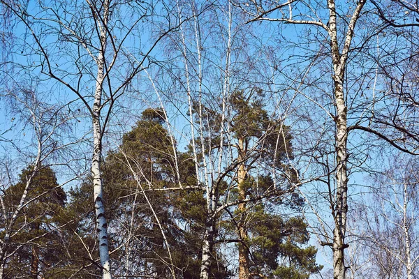 Spring March light birches with pines in the background                               