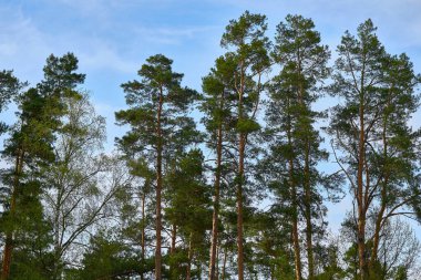 Young tall pines and spring trees against the blue sky