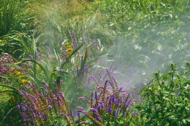  Irrigation system, sprinkler watering flowers on a hot day in a city park                              