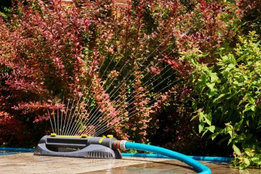 Sprinkler irrigation system watering red bushes and flowers in a garden city park                     