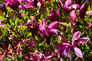 Cute purplish pink magnolia flowers in spring forest park garden